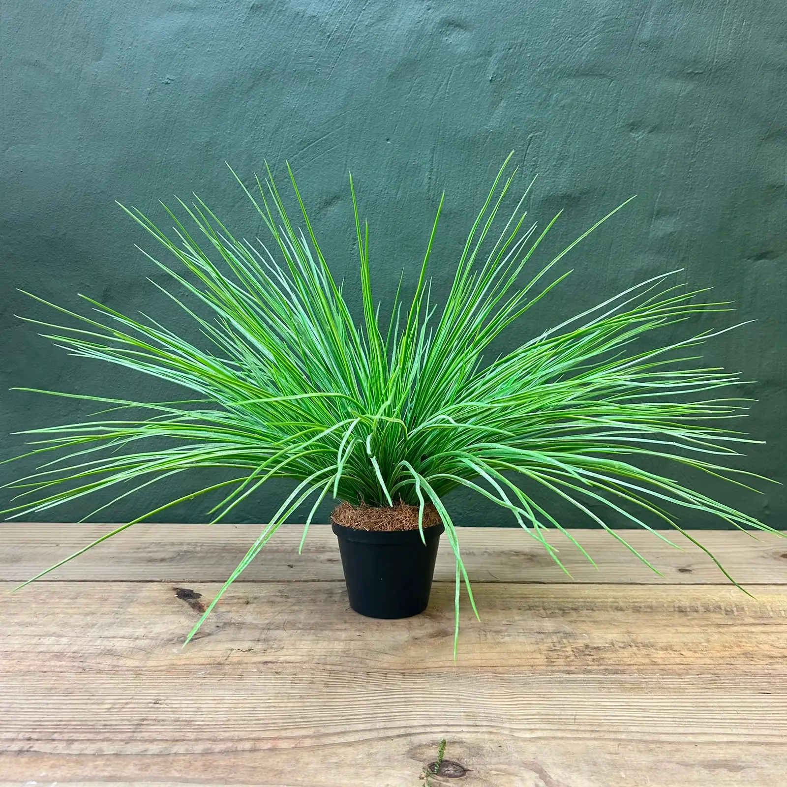 Greenburst plant
