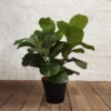 Spurge Robusta 55cmh