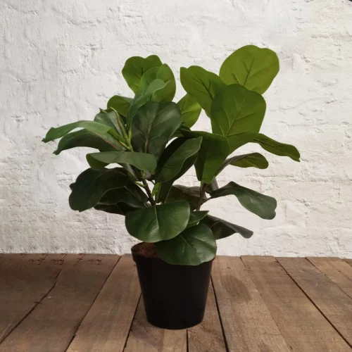 Spurge Robusta 55cmh