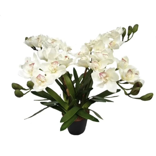 Cymbidium symbolism